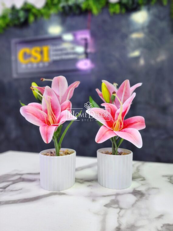 Lily plant in white Vases
